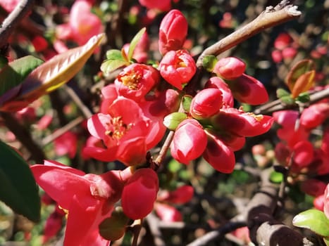 Beautiful pink and red henomeles flowers. Shrub without leaves blooms in early spring. Delicate petals and yellow stamens and pistils with nectar. Greeting card or bouquet. Symbol of awakening nature.
