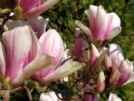 Beautiful blossoming pink flowers and magnolia buds on branches without leaves. Blue sky and sunlight. Wedding invitation or greeting card from March 8. The beginning of spring. Delicate white petals.