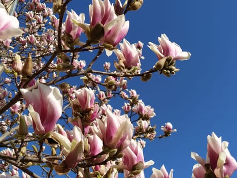 Beautiful blossoming pink flowers and magnolia buds on branches without leaves. Blue sky and sunlight. Wedding invitation or greeting card from March 8. The beginning of spring. Delicate white petals.