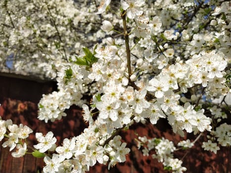 Beautiful white spring flowers. Lushly blooming cherries, apricots, plums. Spring Festival. Japanese tradition. Greeting card, layout or floral background. Delicate petals with pestles and stamens.