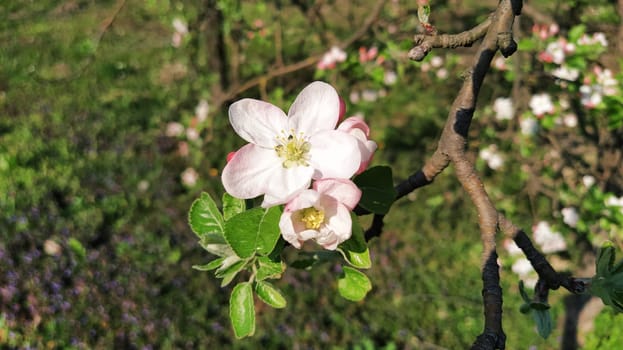 Tender flower petals of apple tree. Apple trees in lush flowering white flowers. Pestles and stamens are noticeable. Spring in the orchard. The beginning of agricultural work.