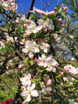 Tender flower petals of apple tree. Apple trees in lush flowering white flowers. Pestles and stamens are noticeable. Spring in the orchard. The beginning of agricultural work.