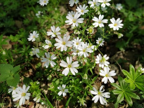 Forest starfish. Delicate white flowers in the forest. Antidiabetic agent, natural sweetener. Beautiful medicinal plants. Close up