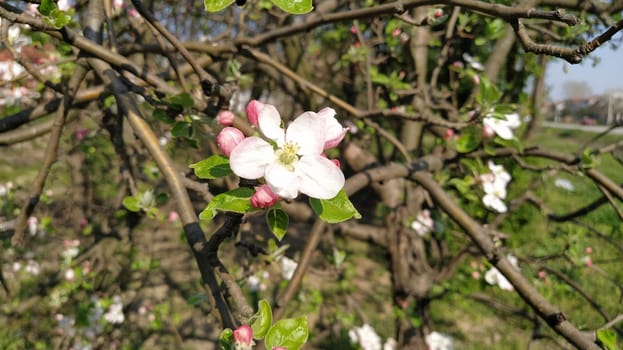 Tender flower petals of apple tree. Apple trees in lush flowering white flowers. Pestles and stamens are noticeable. Spring in the orchard. The beginning of agricultural work.