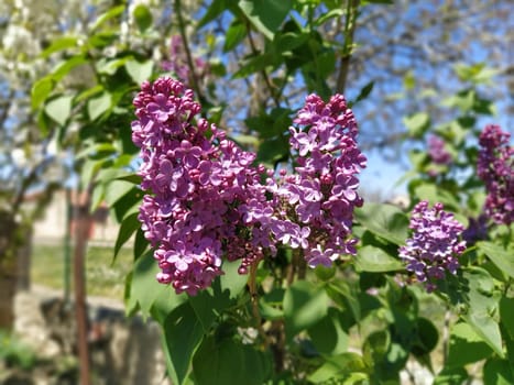beautiful lilac flowers branch on a green background, natural spring background, soft selective focus. High quality photo