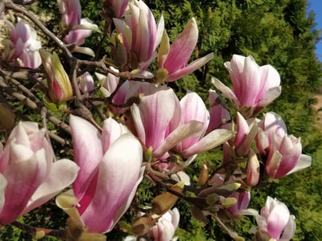Beautiful blossoming pink flowers and magnolia buds on branches without leaves. Blue sky and sunlight. Wedding invitation or greeting card from March 8. The beginning of spring. Delicate white petals.