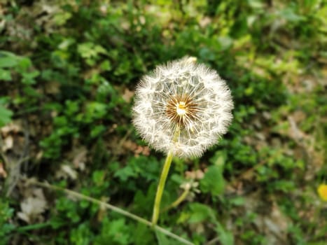 White dandelion with seeds. Forest lawn with melliferous plants. Lawn with flowers. Fluffy sphere or ball. Close up.
