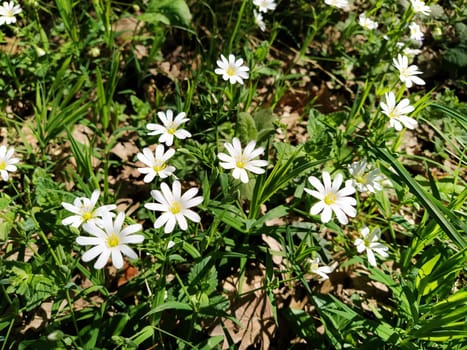 Forest starfish. Delicate white flowers in the forest. Antidiabetic agent, natural sweetener. Beautiful medicinal plants. Close up