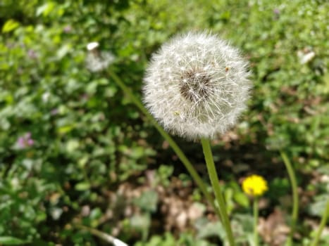 White dandelion with seeds. Forest lawn with melliferous plants. Lawn with flowers. Fluffy sphere or ball. Close up.