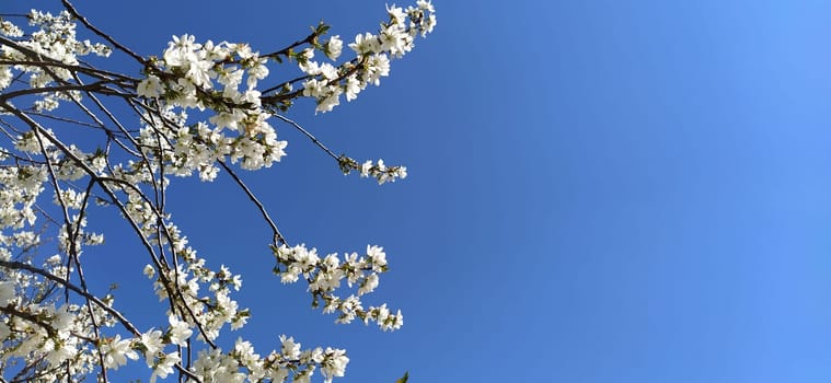 Delicate white flowers of an apple tree. Spring orchard whole in lush blooming white flowers. Pestles and stamens are noticeable. Spring in the garden. Farming. Danger of freezing. Japanese sakura.