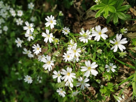 Forest starfish. Delicate white flowers in the forest. Antidiabetic agent, natural sweetener. Beautiful medicinal plants. Close up