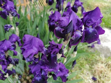 Purple irises. Beautiful delicate flowers of dark blue-purple iris in the garden. Graceful petals. Soft focus. Blurred image.