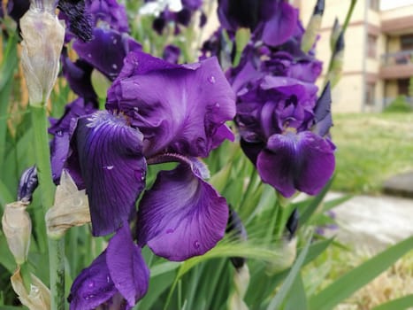 Purple irises. Beautiful delicate flowers of dark blue-purple iris in the garden. Graceful petals. Soft focus. Blurred image.