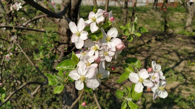 Tender flower petals of apple tree. Apple trees in lush flowering white flowers. Pestles and stamens are noticeable. Spring in the orchard. The beginning of agricultural work.