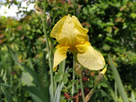 yellow iris close-up. Graceful flower in the garden.