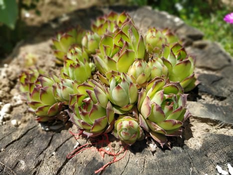 Echeveria or stone rose plant, light green color side view in close up on wooden background.