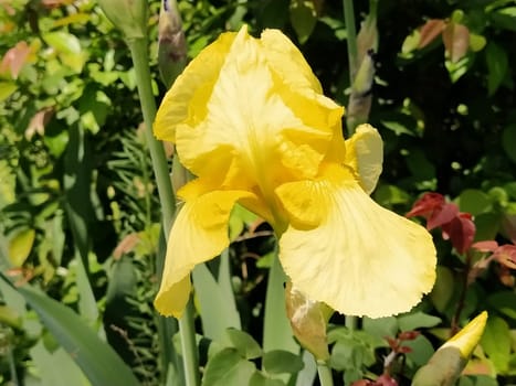 yellow iris close-up. Graceful flower in the garden