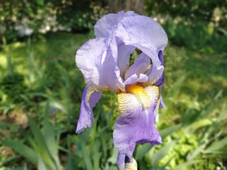 Beautiful purple iris with a white middle. Curved graceful bright flower petals. Green blurred background. Breeding grade of iris. Large blooming bud. Thin long leaves.