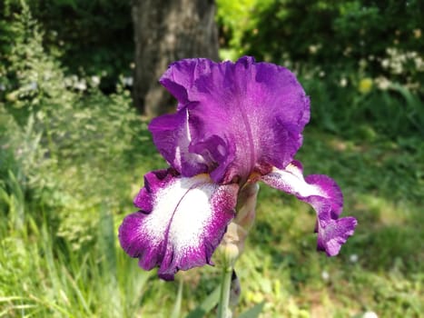 violet iris close-up. Graceful flower in the garden.