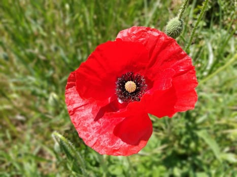 beautiful red poppy close-up. Spring or summer flower of bright color with stamens, pistils. Blurred background.