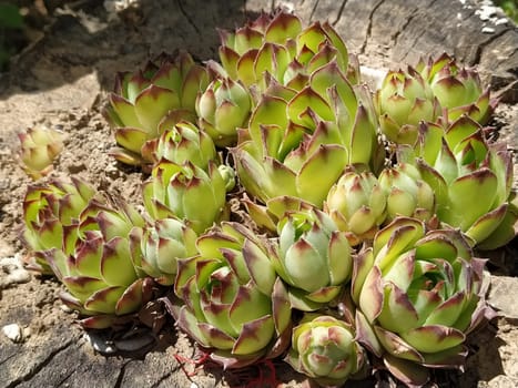 Echeveria or stone rose plant, light green color side view in close up on wooden background.