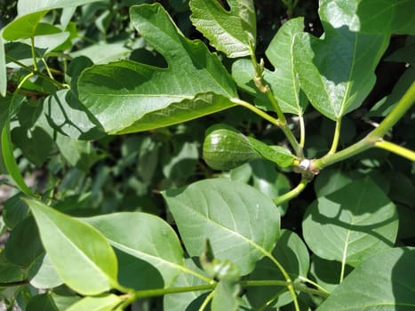 Green fig on a branch. Fig tree fruit close-up. Shiny green fig in the garden. Balkans. Production Agricultural production