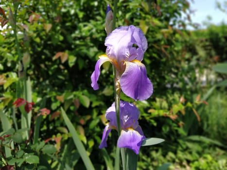 Beautiful purple iris with a white middle. Curved graceful bright flower petals. Green blurred background. Breeding grade of iris. Large blooming bud. Thin long leaves.