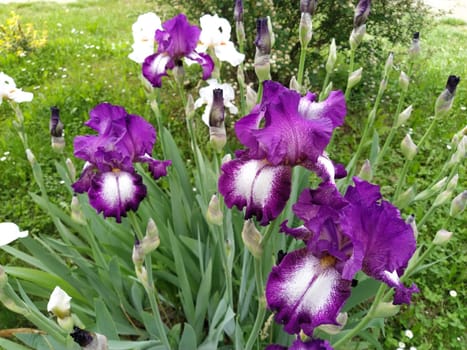 Beautiful purple iris with a white middle. Curved graceful bright flower petals. Green blurred background. Breeding grade of iris. Large blooming bud. Thin long leaves.