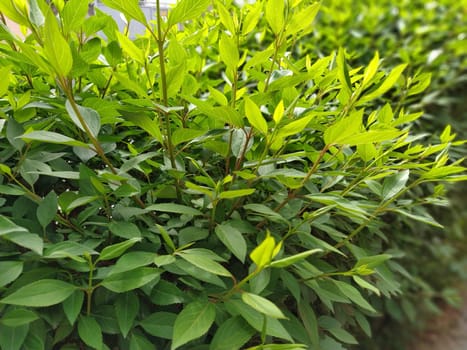 green box hedge background with green leaves. green bushes in the garden.