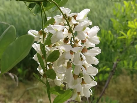 Flowers of White Acacia. Robinia pseudoacacia, commonly known in its native territory as black locust. White fragrant flowers like a good honey plant. Close up.