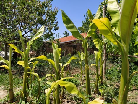 Banana plantation against. Banana Farm. Plantation with young banana plants. In the background is a brick hut and a fence. Tropical plants. New crop. Homestead farming. Peasant's yard.