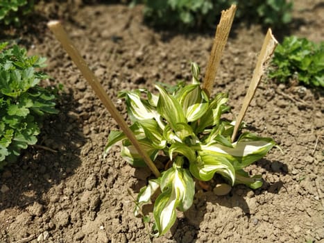 hosta young plant, freshly planted and fenced with wooden sticks.