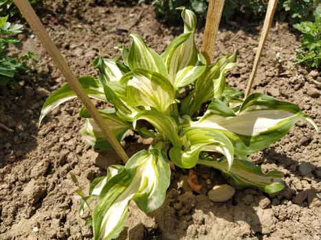 host plant. The young plant is fenced with wooden sticks. Genus of perennial herbaceous plants of the Asparagus family.