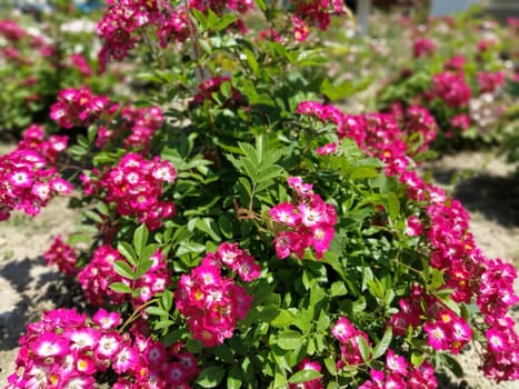 Pink beautiful flowers in the big flowerbed. Design and decoration elements of a city park. Many pink flowers and buds on a bush. Defocused effect around the edges of the photo. Soft focus.