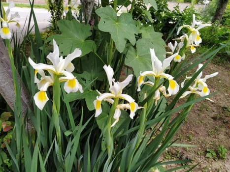 White irises with a yellow middle of the flower. Flowerbed in the garden with tall beautiful plants