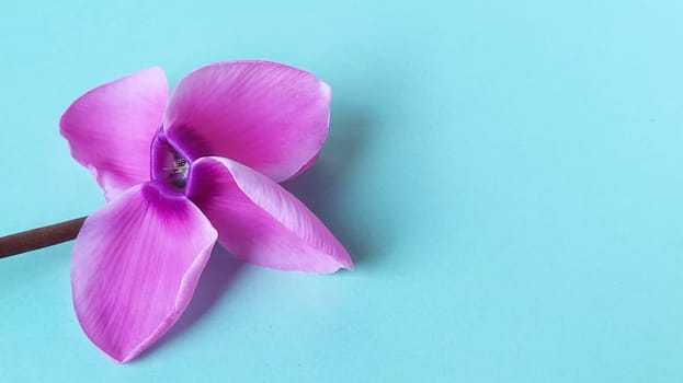 Pink cyclamen flower on a blue background. A tender plant is ripped off. Greeting card or congratulation on March 8 or mothers day