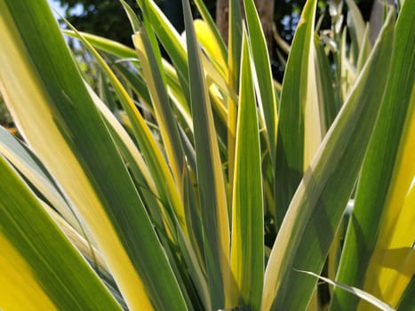 Close up of yellow-green striped leaves. Irises in the garden. Genus of perennial rhizome plants of the Iris family. Yellow green long striped leaves. Floral background. Gardening and floriculture.
