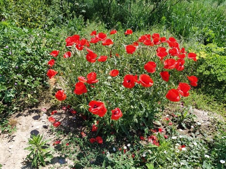 Bush of wild red poppies. Beautiful wildflowers. Blurred background. Poppy field. Delicate poppy petals glisten in the sunlight.