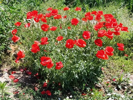 Blooming red poppy flowers on the side against a blue sky. Source of opium. Wild flowers on the field. Gentle poppy petals glistening in the bright sun. The wind blows flowers.