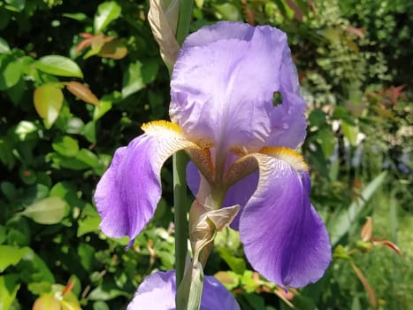Beautiful purple iris with a white middle. Curved graceful bright flower petals. Green blurred background. Breeding grade of iris. Large blooming bud. Thin long leaves.