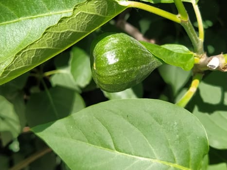 Green fig on a branch. Fig tree fruit close-up. Shiny green fig in the garden. Balkans. Production Agricultural production.