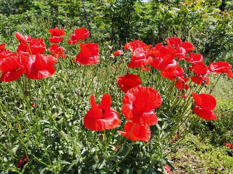 Bush of wild red poppies. Beautiful wildflowers. Blurred background. Poppy field. Delicate poppy petals glisten in the sunlight.
