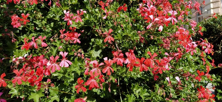 Pelargonium peltatum. Red, pink and magenta blooming ivy geraniums in a city park. Vertical landscaping of a garden, courtyard or city street. Banner
