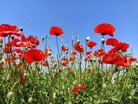 Blooming bright red poppies on the field. Wild beautiful flowers. Blue sky in the background. Tender flower petals glisten in the sun. Unraveling buds of poppies. Blurred bokeh