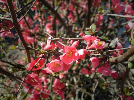 Beautiful pink and red henomeles flowers. Shrub without leaves blooms in early spring. Delicate petals and yellow stamens and pistils with nectar. Greeting card or bouquet. Dark vignetting.