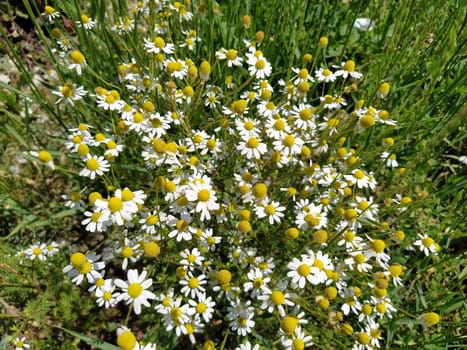 Wild chamomile flowers on a field on a sunny day