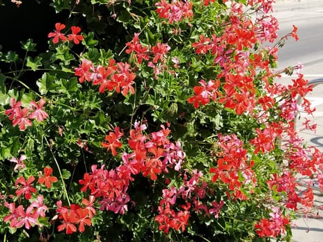 Pelargonium peltatum. Red, pink and magenta blooming ivy geraniums in a city park. Vertical landscaping of a garden, courtyard or city street.