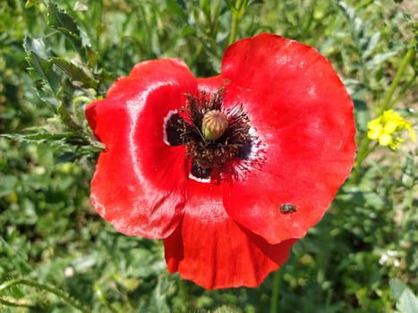 beautiful red poppy close-up. Spring or summer flower of bright color with stamens, pistils. Petal shimmering in the sun.