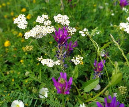 A lawn with purple, white and yellow spring wildflowers. Yarrow closeup in the grass. Honey and medicinal plants. The concept of ecology and natural medicine. Green grass.