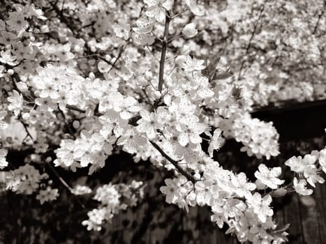 Beautiful white spring flowers. Lushly blooming cherries, apricots, plums. Spring Festival. Japanese tradition. Greeting card, layout or floral background. Delicate petals with pestles and stamens.